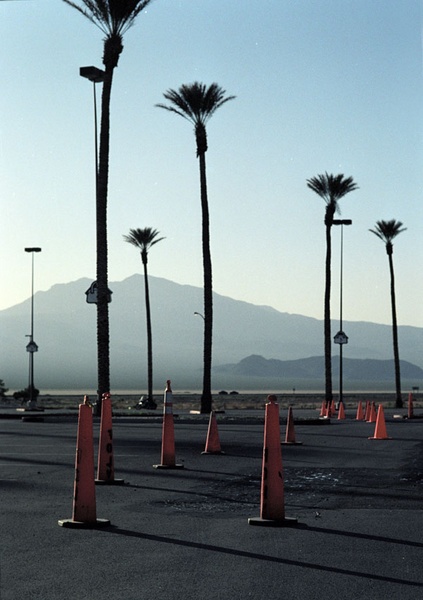trees_cones-primmNV
