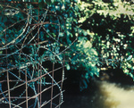 wire_ivy_river